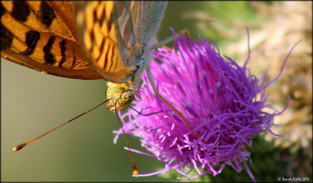 Richiesta identificazione!!! - Argynnis (Argynnis) paphia